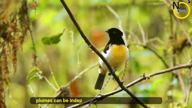 Explore The King of Saxony Bird of Paradise| The Strange Wing Header смотреть онлайн