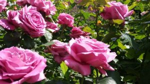 Схема обработки наших роз.