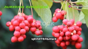 Лимонник китайский. Ягоды лимонника китайского. Целебный отвар и настой из ягод лимонника.