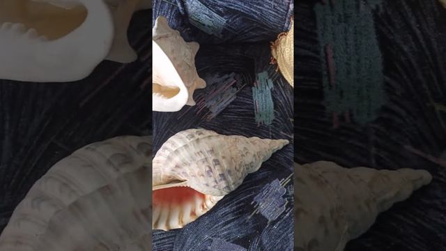 RARE GIANT SNAIL SHELLS FROM HUNDRED ISLANDS FOR SALE COMMENT DOWN YOUR OFFERS смотреть онлайн