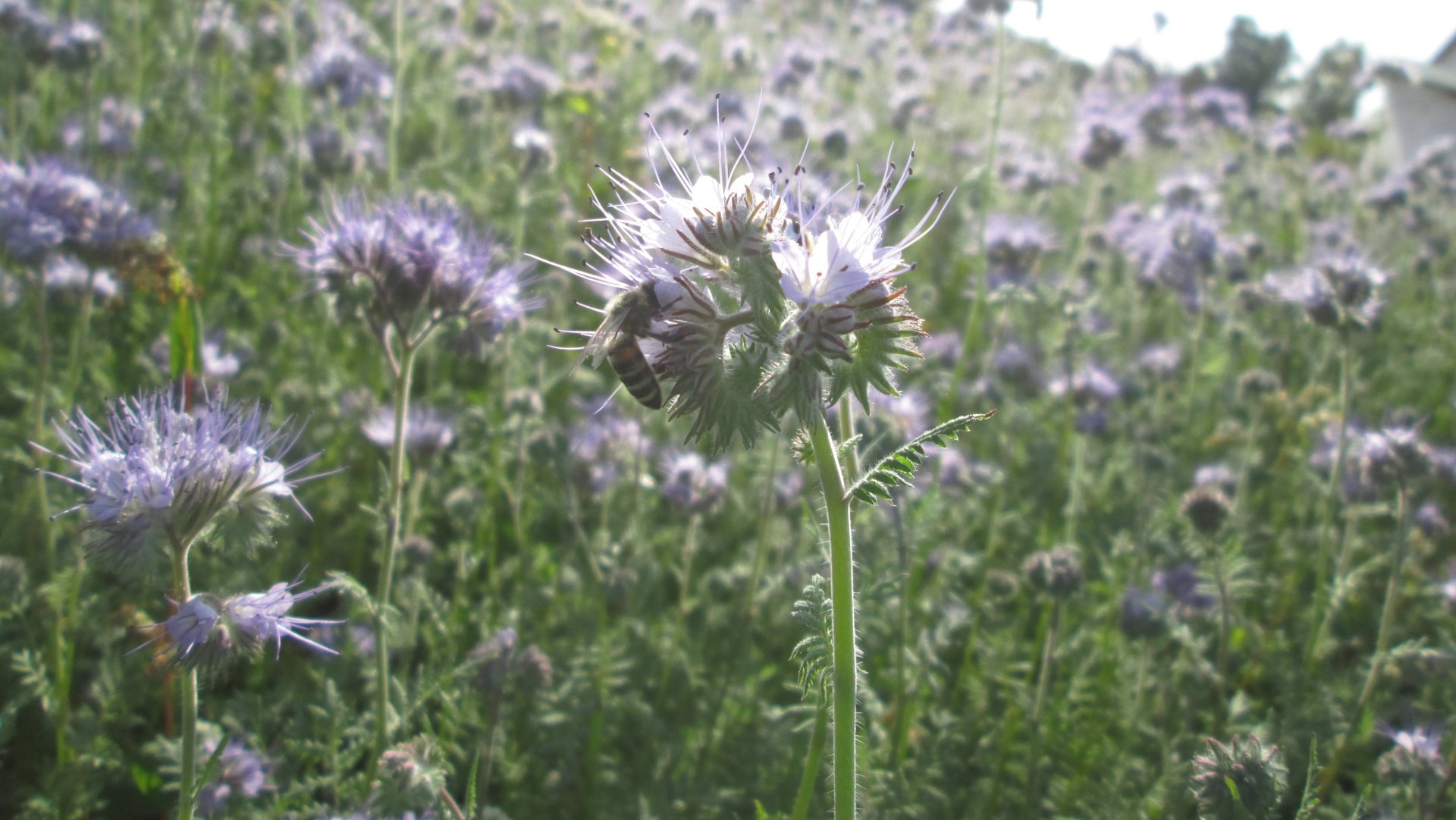 Фацелия в сентябре смотреть онлайн
