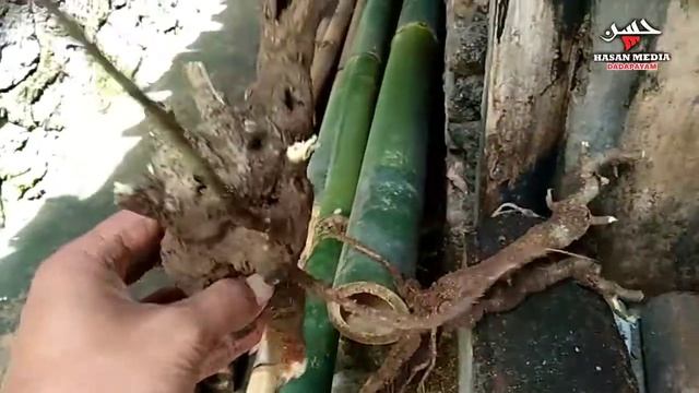 Menanam bakalan bonsai lamtoro (petai cina) смотреть онлайн