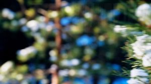 01052025 Nikon Z 9 MC 105 mm Go Pro 11
겨울이 왔다  Зима пришла