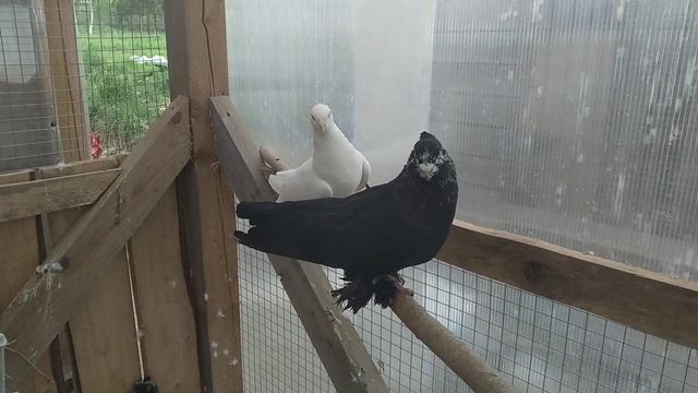 29 мая 2021 г. сформировал темную пару, работаю с птицей, андижанские голуби смотреть онлайн