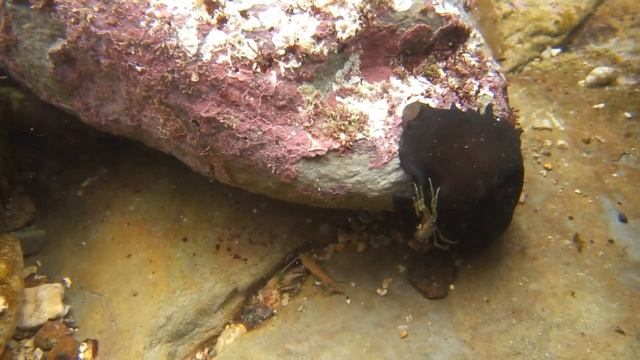 鴨嘴螺Scutus sinensis смотреть онлайн