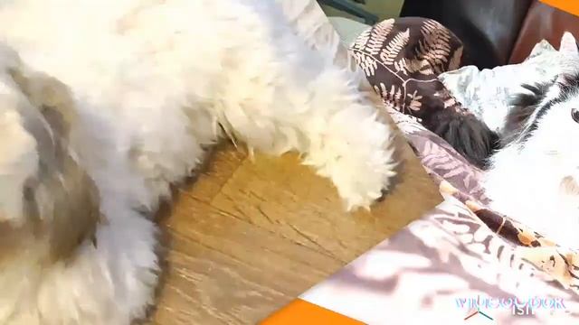 3D мультик! "Тоша и Вафля объединились!" смотреть онлайн