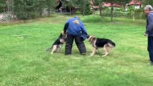 Кумай и Артемида