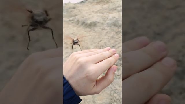 Майский жук / Slow Motion смотреть онлайн