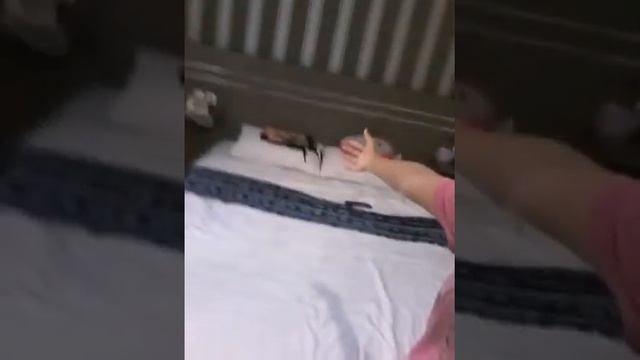 Hotel bagus baget!!!❤❤ HOTEL KOTA LUWUK смотреть онлайн