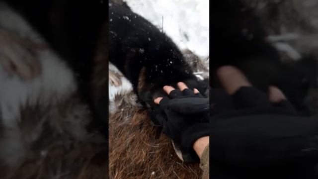 Отстрел Шама и Кикку в деле. смотреть онлайн