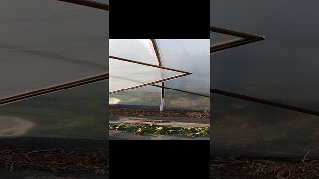 делаем двери на балаганы 🍓🍓🍓 #сад #strawberry #дача #теплица #garden #огород #клубника #садоводст смотреть онлайн