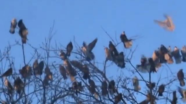 Николаевские голуби смотреть онлайн