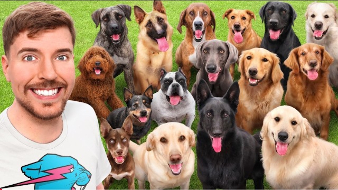 Я взяла ВСЕХ собак в приюте для собак смотреть онлайн