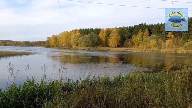 Рыбалка в октябре со спиннингом в заливе канала имени Москвы. Щука,окунь и судак, где они ?