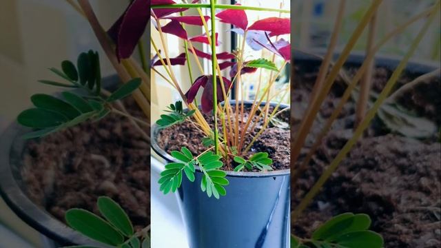 Убегающие Растение Mimosa pudica | sensitive plant HYPERLAPSE #shorts #plants #video смотреть онлайн
