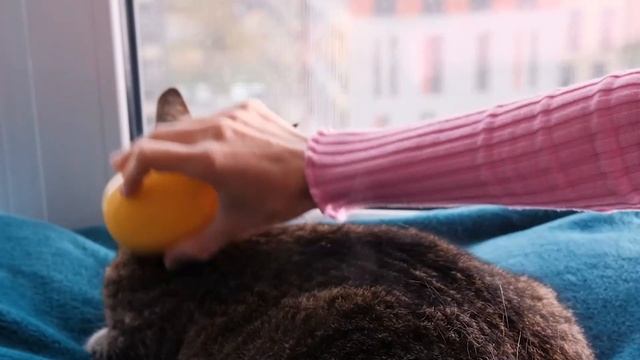 Потрясающие лайфхаки для владельцев домашних животных! смотреть онлайн