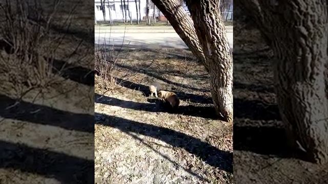 Кошки ругаются(в конце я их спугнула,драки не было) смотреть онлайн