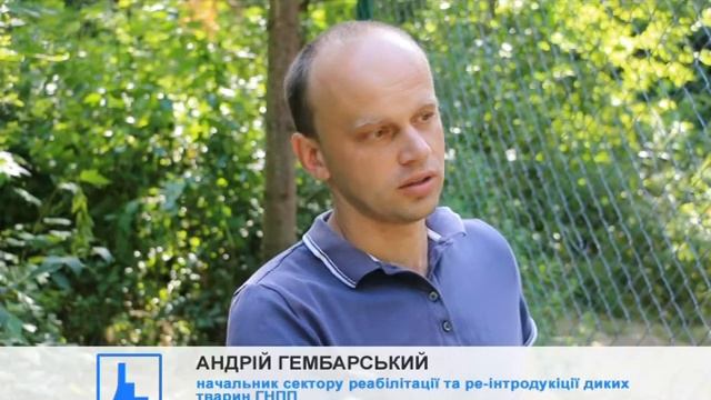 У Центрі реабілітації тварин ГНПП лисиці живуть на деревах смотреть онлайн