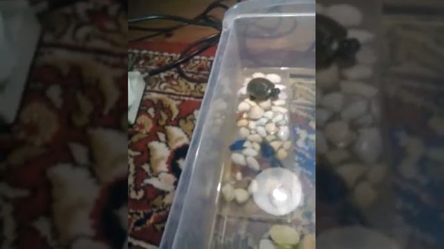 Моя черепаха смотреть онлайн