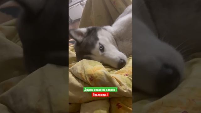 Хаски после прогулки ☺️ смотреть онлайн