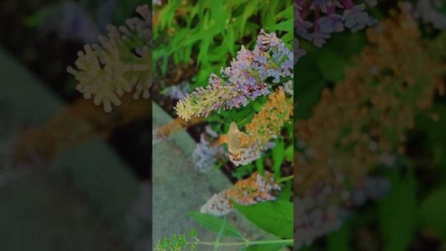 Космос среди нас. Научите нас летать. #природа #космос #жизнь смотреть онлайн