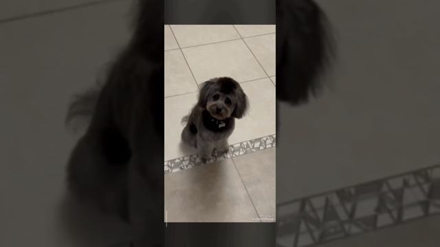 Шони❤️ смотреть онлайн
