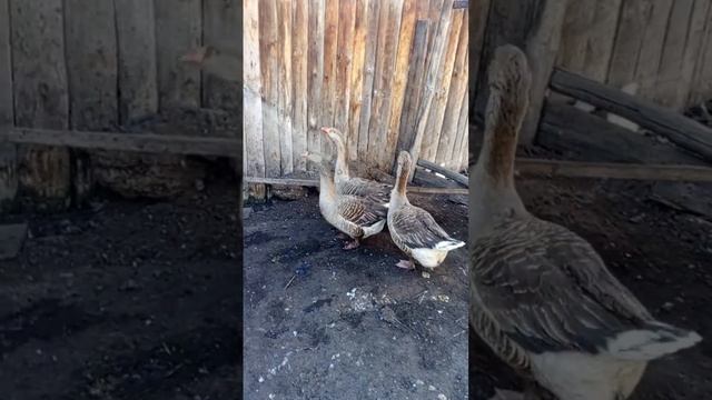 Гуси  , серая  крупная птица 🦅