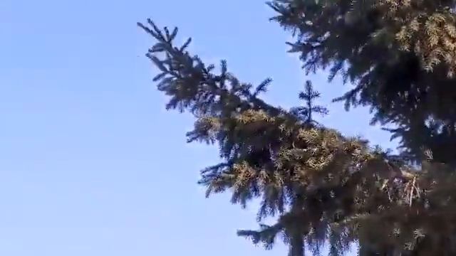Бабушкины кренделя! Свирестели. смотреть онлайн