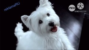 реклама Cesar корм для собак русская реклама