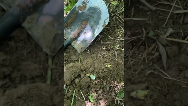 Крест Российская Империя! смотреть онлайн