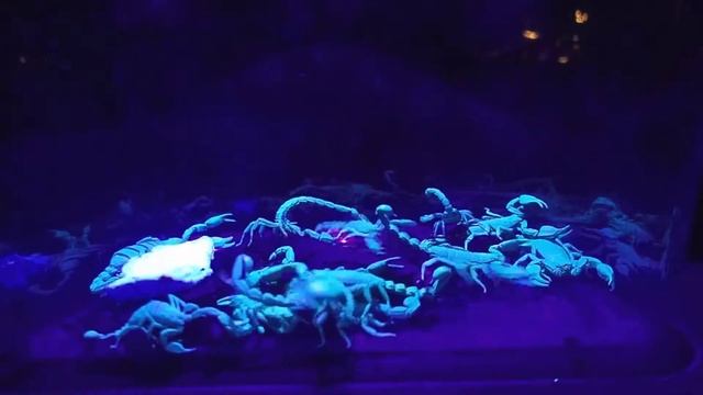 Fluorescent Scorpion Fight Club!