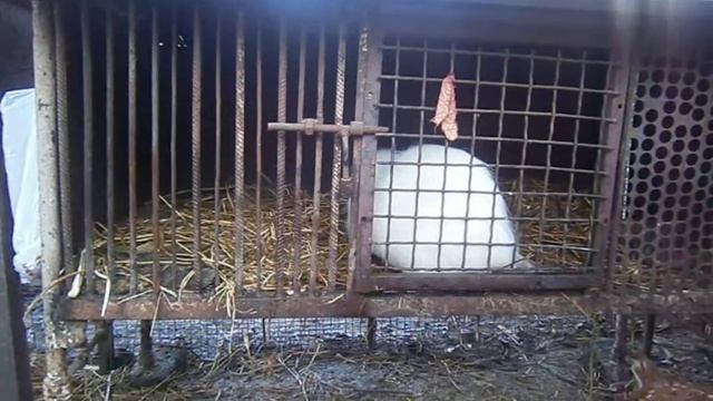 Нутрии малыши)))