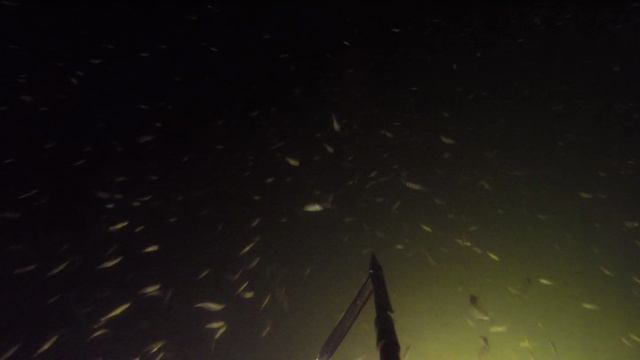 Подводная охота - начало сезона 2025 смотреть онлайн