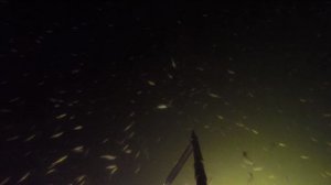 Подводная охота - начало сезона 2025