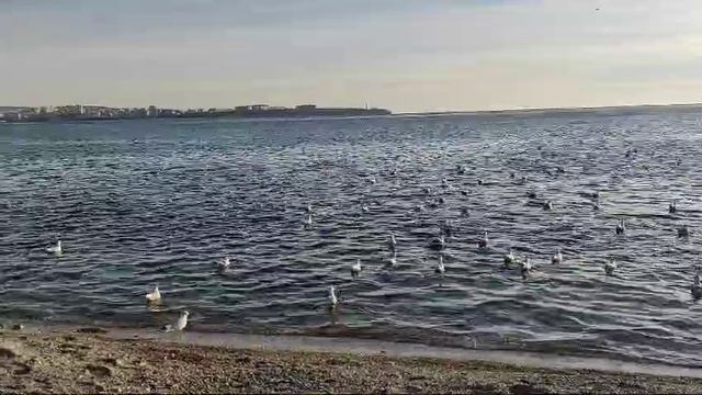Чайки • море 🌞🌊 смотреть онлайн