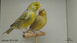 цветные канарейки 1