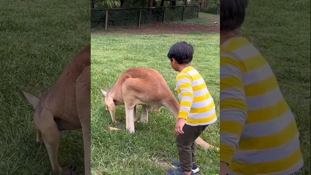 Australia friendly kangaroo. Love and affection for 🦘 смотреть онлайн