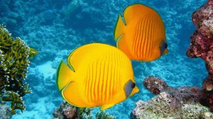 Очень красивое и расслабляющее видео. Залипательное видео для детей и взрослых. Релакс видео #relax