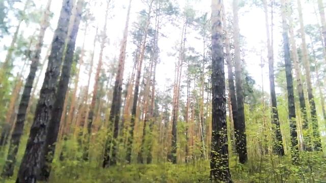 Майская Прогулка 2017 смотреть онлайн