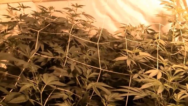 1000 watt grow sour diesel смотреть онлайн