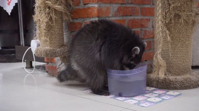 Новогодние праздники в приятной компании: куда сходить с детьми (видео) смотреть онлайн