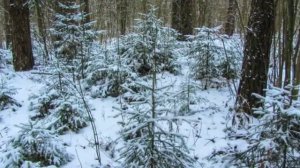 Зимнею порой... Оршанский район Витебская область Беларусь. Автор фото Виталий Андрейчук