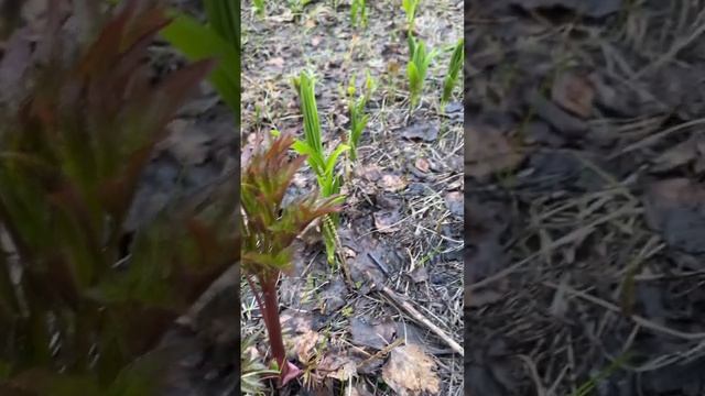 Тундра оживает 23 июня. Крайний север. Норильск. смотреть онлайн