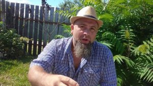 Такие разные томаты Тарасенко (юбилейный и легенда)