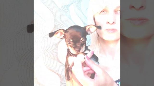 Восхитительная #chihuahua Дарсу Варгас +79780708805 WhatsApp #купитьчихуахуа #продажачихуа смотреть онлайн