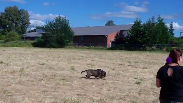 Cita the blind dog смотреть онлайн