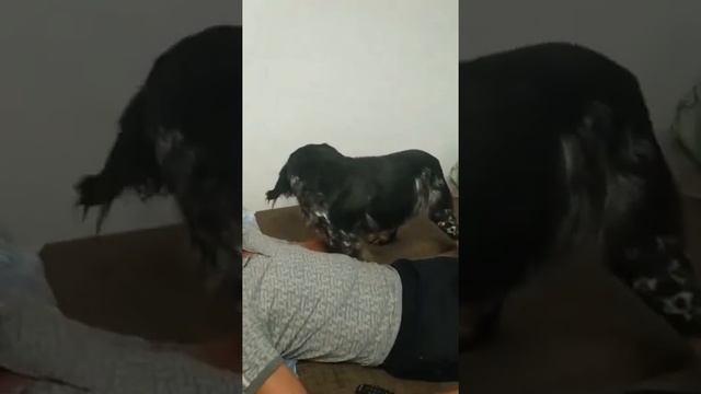 цезарь дома смотреть онлайн