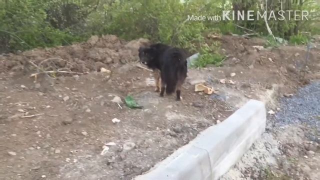 ПОКОРМИЛ БЕЗДОМНЫХ СОБАК смотреть онлайн