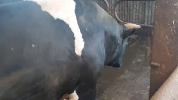 Бык симментал