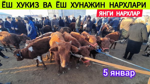 05-01-2025Г ЁШ ХУКИЗ ВА ЁШ ХУНАЖИН ВА КИСИР СИГИР НАРХЛАРИ ХАЗОРАСП МОЛ БОЗОРИ 05.01.2025Г
